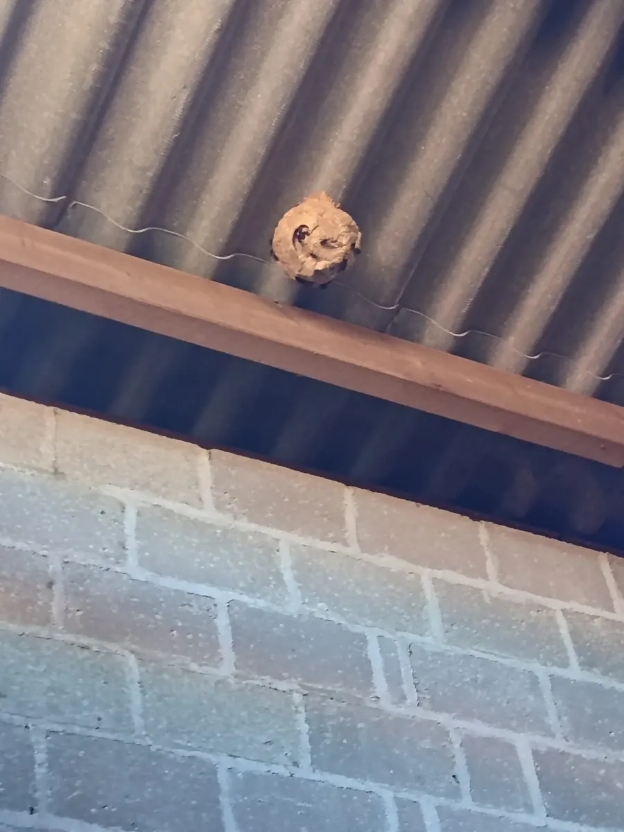 Nid de frelons asiatiques sous la tôle d un garage à Moulon