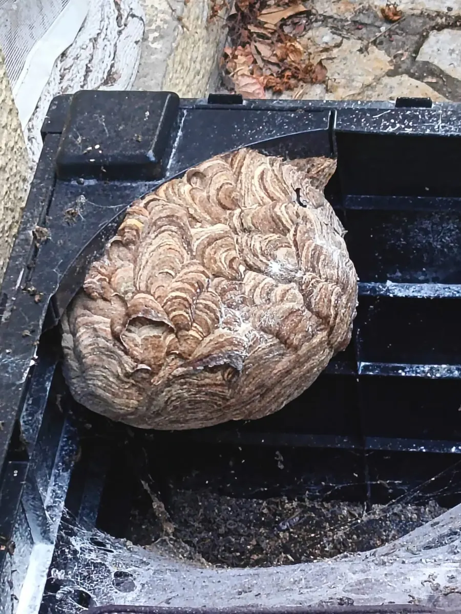 Nid de frelons dans un coffre de jardin à Artigues-près-Bordeaux