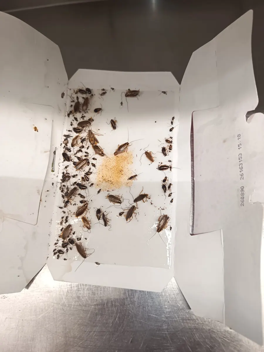 Plaque de suivi anti-cafards posée sur un plan inox dans la cuisine d un restaurant