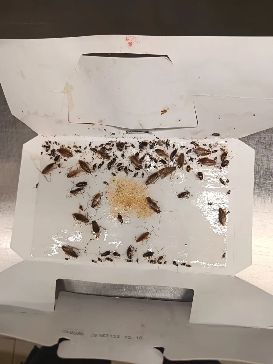 Relevé d une plaque de suivi de cafards dans une cuisine professionnelle