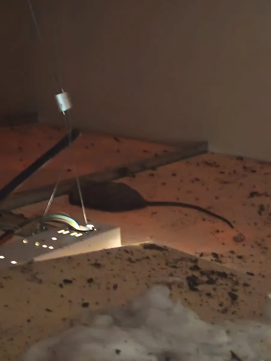 Rongeur mort et déjections sur l isolant d un faux plafond dans des bureaux en Gironde