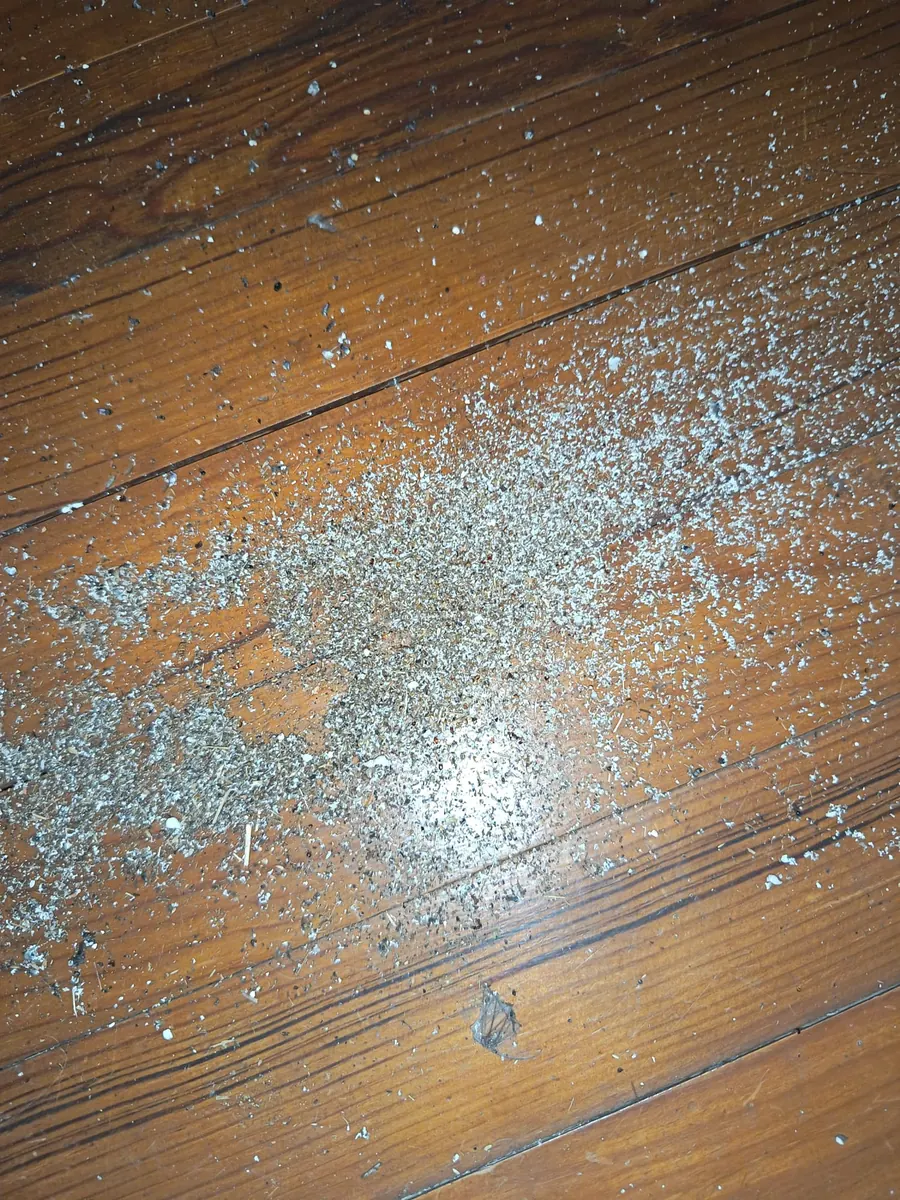 Tas de sciure de fourmis charpentières sur un parquet en bois dans une maison en Gironde