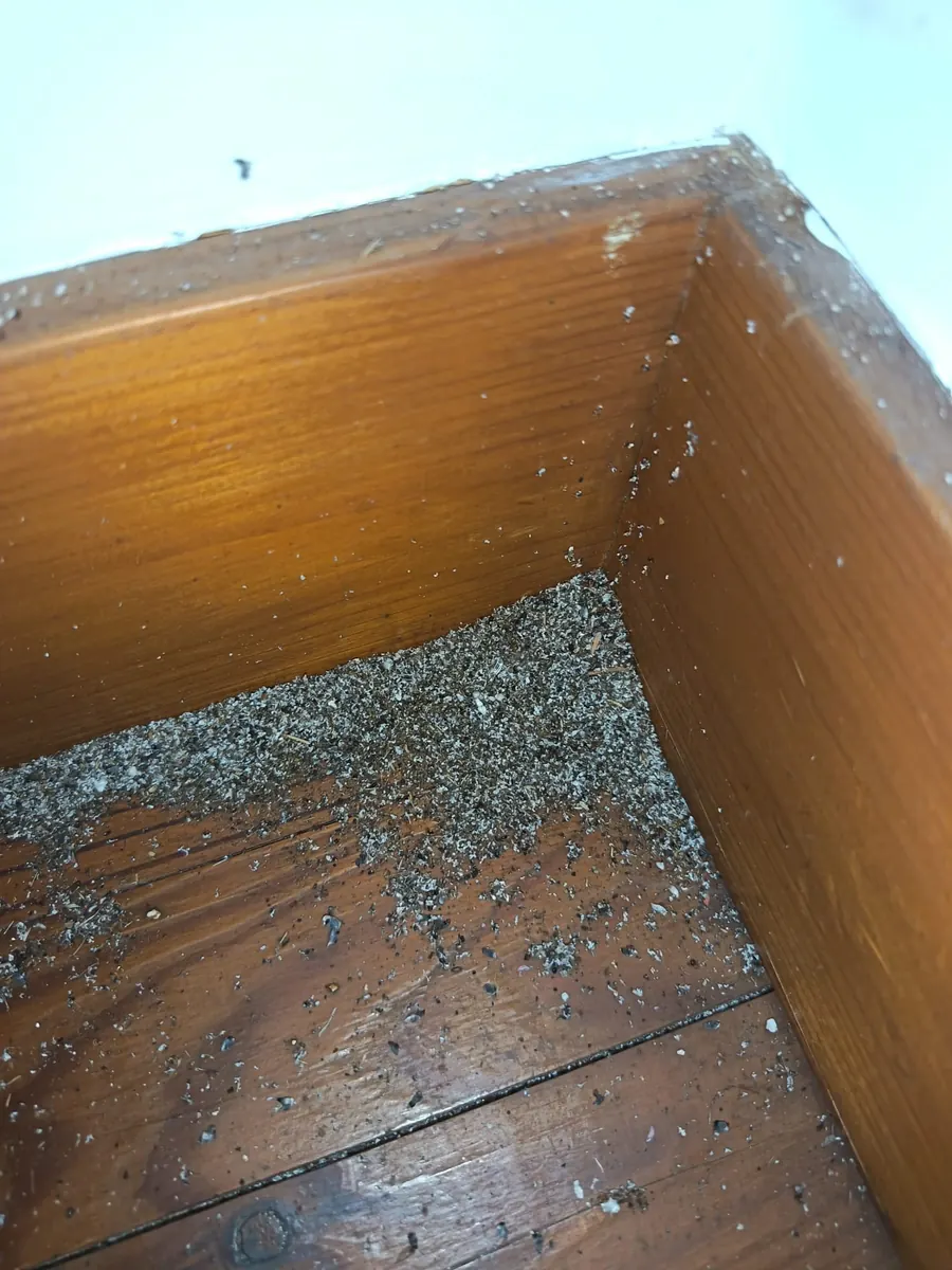 Sciure de fourmis charpentières accumulée dans l angle d une plinthe en bois