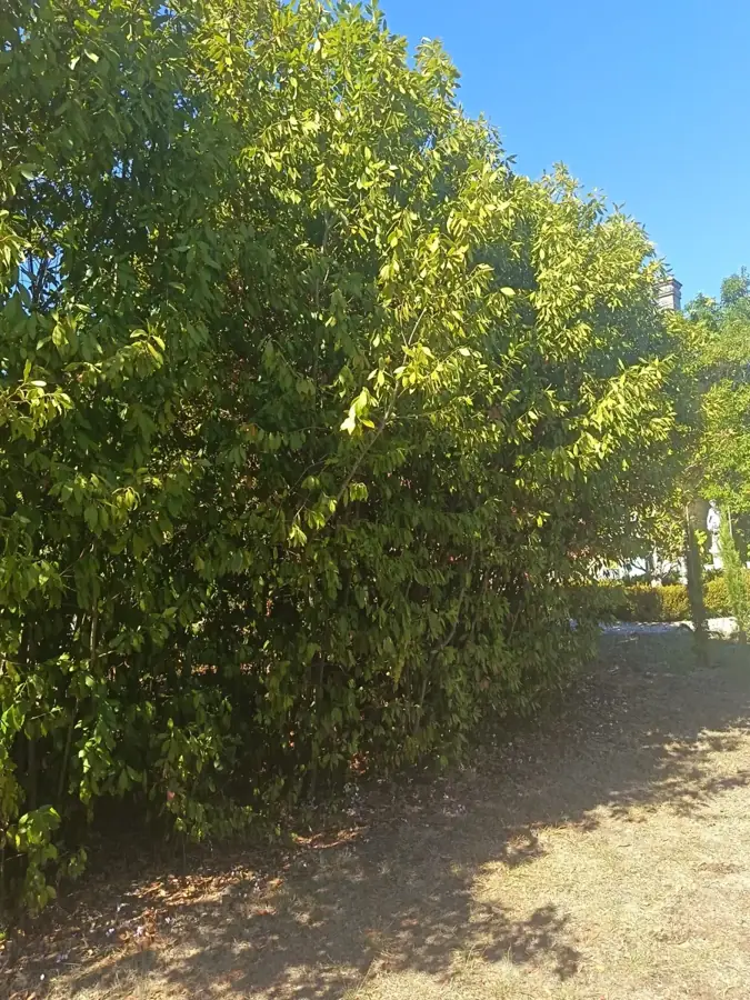 Grands arbustes touffus avant intervention dans un jardin en Gironde