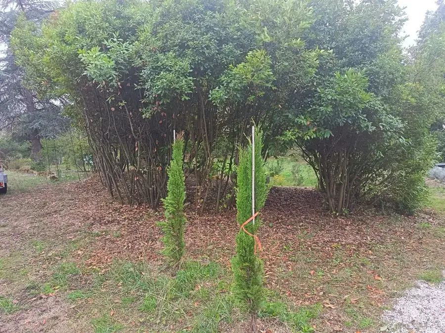 Grands arbustes aux troncs dégagés dans un jardin en Gironde