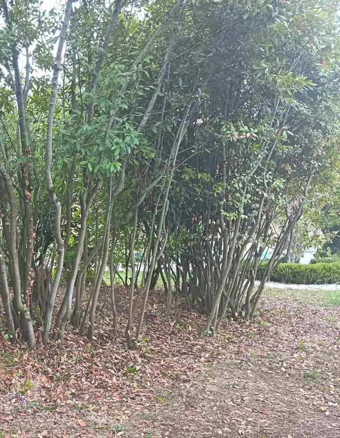 Troncs d arbustes dégagés et mis en valeur dans un jardin en Gironde
