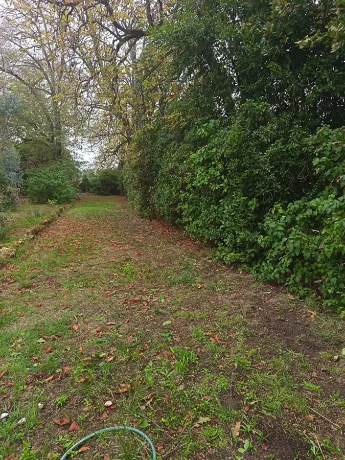 Haie le long d'une allée en Gironde : une taille pour retrouver le passage