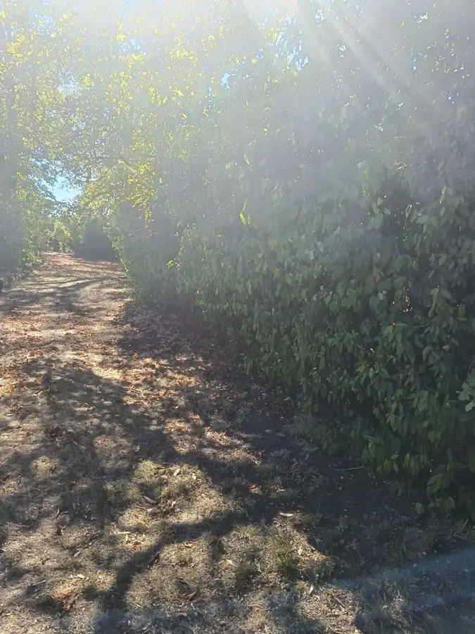 Haie débordant sur une allée de jardin avant la taille