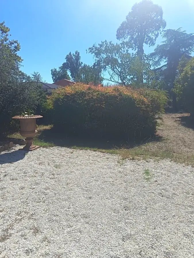 Haie basse avant la taille